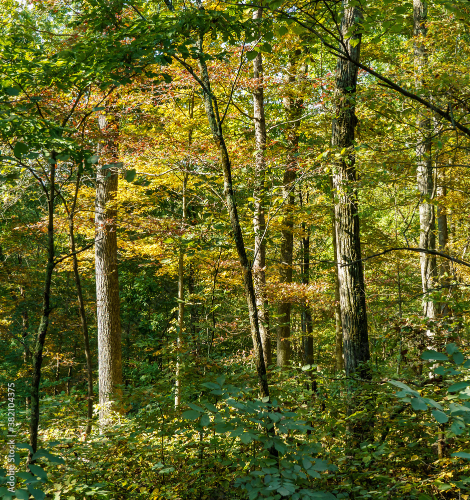 Forest for the trees Forest for the trees