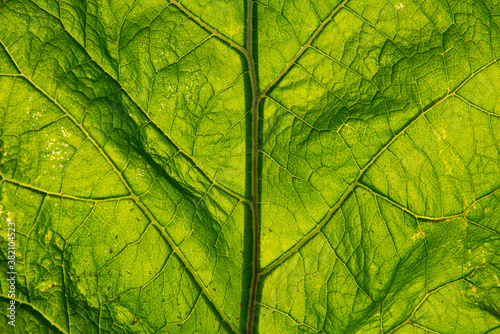 Close-up of a green burdock leaf in sunlight