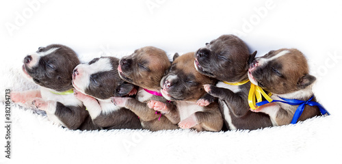 cute puppies in a row