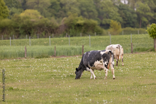 Kuh Rinder auf der Weide im Sommer