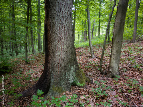 Old thick oak in a beech forest in spring, greenery in a deciduous forest.