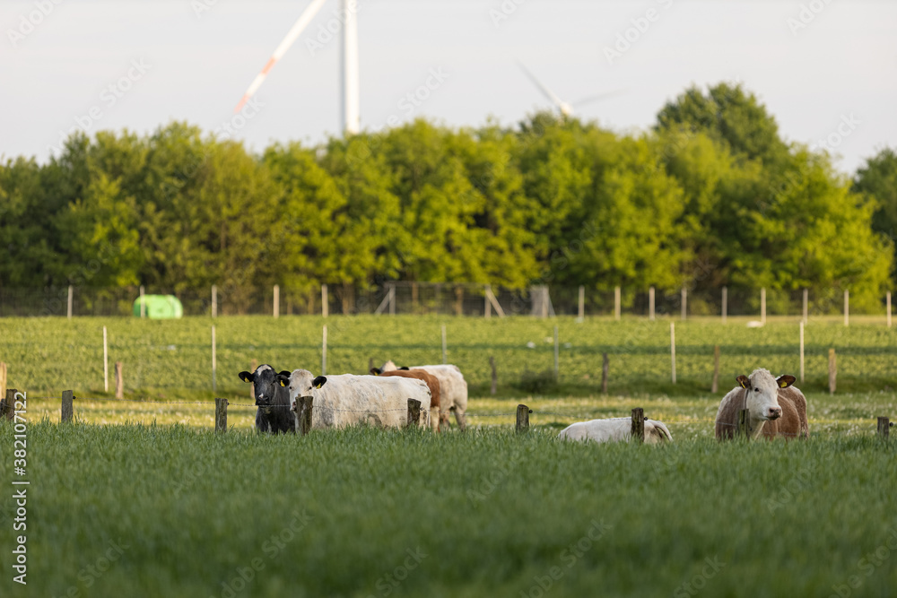 Fototapeta premium Kuh Rinder auf der Weide im Sommer