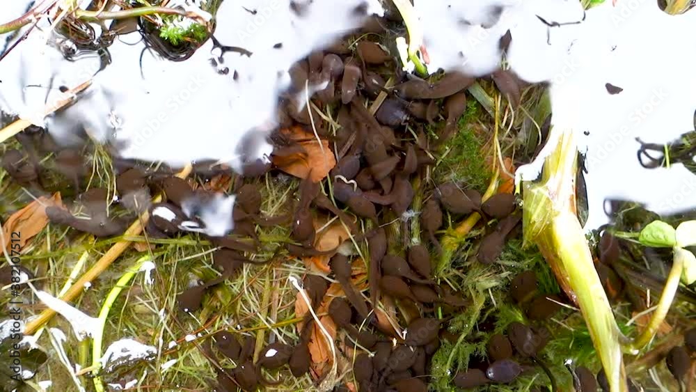Many Tadpoles Moves Underwater in Shallow Lake Swamp. Pollywog As ...