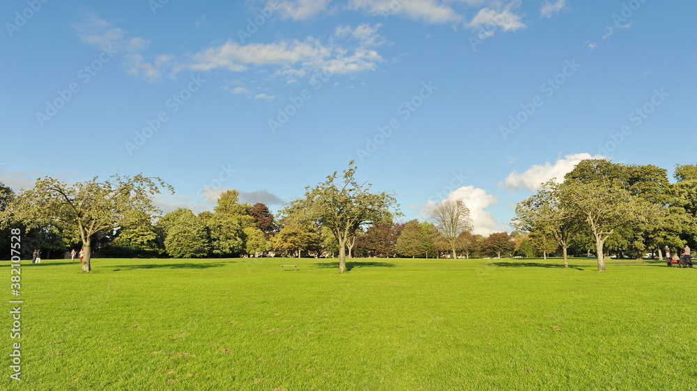 garden landscape with trees and sky