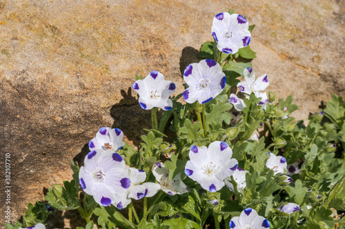 Baby Blue Eyes (Nemophila maculata) in garden photo