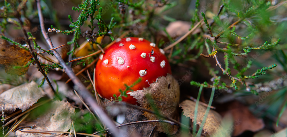 Amanita muscaria .poisonous psychoactive mushroom of the genus Amanita, or Amanita. The psychedelic experience of eating amanita Amanita muscaria .poisonous psychoactive mushroom of the genus Amanita, or Amanita. The psychedelic experience of eating amanita