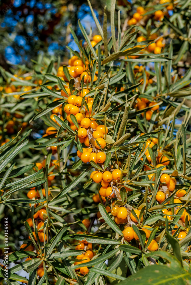 Common Sea Buckthorn (Hippophae rhamnoides) in orchard Common Sea Buckthorn (Hippophae rhamnoides) in orchard