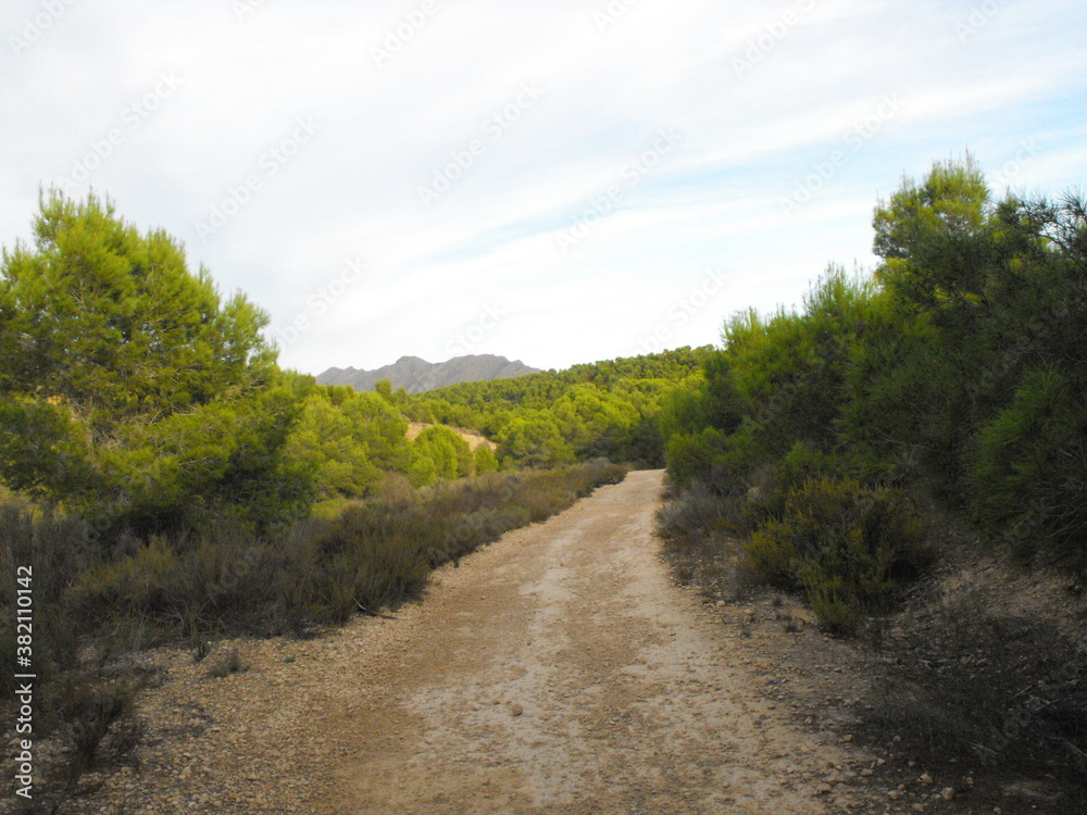 Camino de montaña con pinos