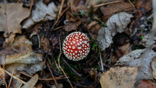 collection and drying of amanita muscaria fruit bodies in forests. Psychedelic experience using mushrooms.