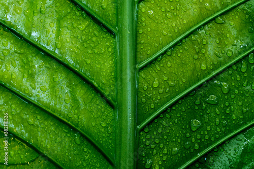 Water drop and green leaf texture for background