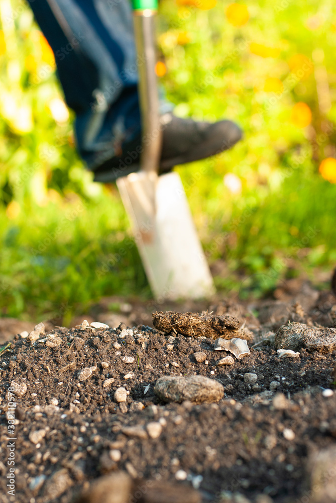 Man preparing a flower bed by digging through rocky soil with a shovel. Shot in Wiltshire, UK. Portrait format. Cropped, no face. Man preparing a flower bed by digging through rocky soil with a shovel. Shot in Wiltshire, UK. Portrait format. Cropped, no face.