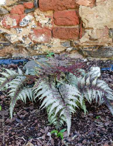 Athyrium niponicum var. pictum, commonly known as Japanese painted fern. photo