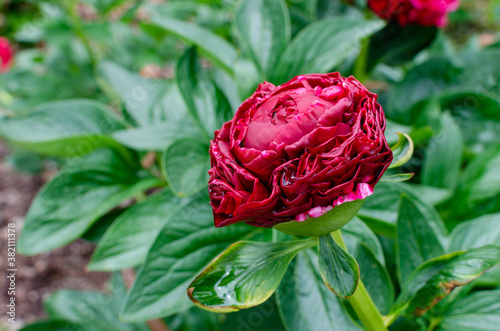 Beautiful deep red  peony - Paeonia  