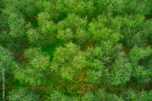 Green fields of olive trees. Olive trees field aerial view. Rows of olive trees. Olive tree plantation top view.
