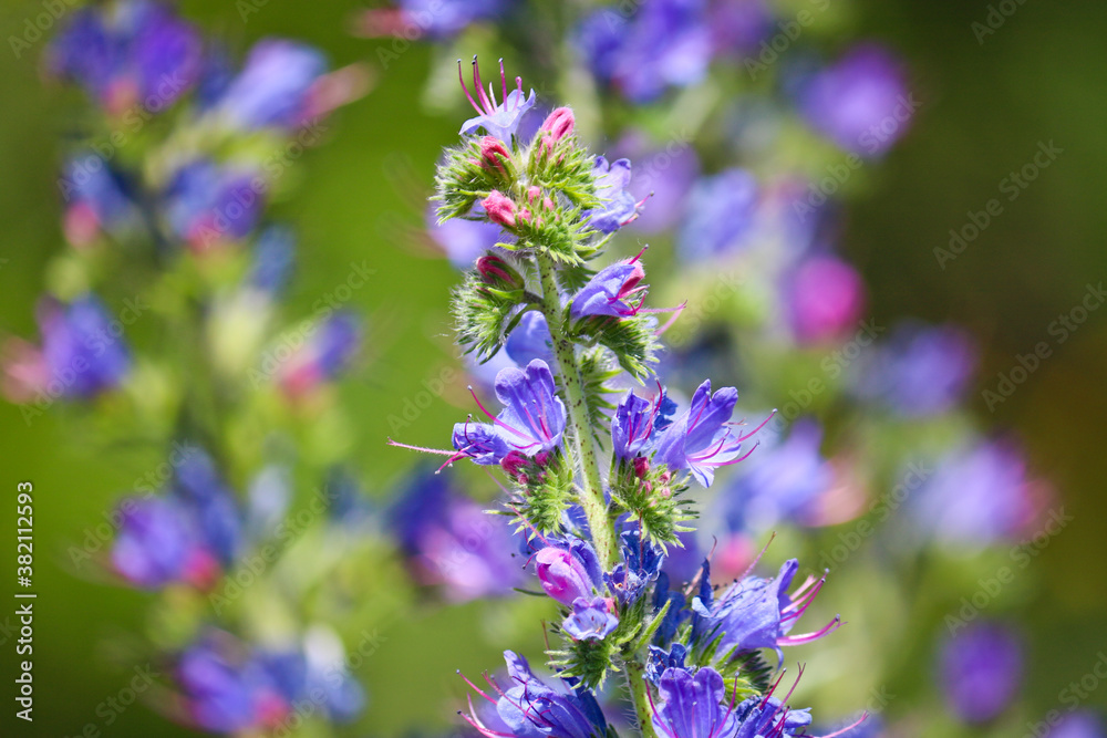 Blue melliferous flowers - Blueweed (Echium vulgare). Viper's bugloss is a medicinal plant. Macro.
