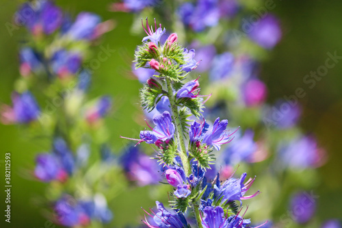 Blue melliferous flowers - Blueweed (Echium vulgare). Viper's bugloss is a medicinal plant. Macro.