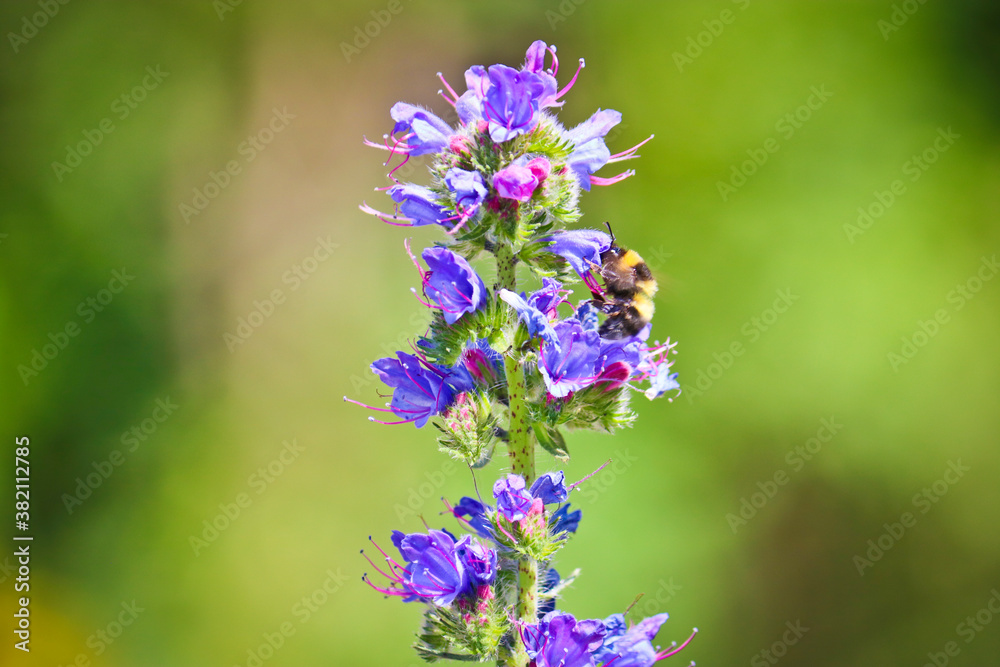Blue melliferous flowers - Blueweed (Echium vulgare). Viper's bugloss is a medicinal plant. Macro. Blue melliferous flowers - Blueweed (Echium vulgare). Viper's bugloss is a medicinal plant. Macro.