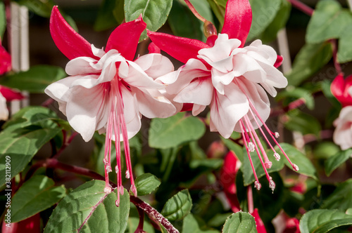 Fuchsia (Fuchsia hybrida) in greenhouse