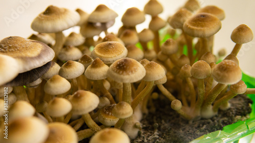 .scientific research of psychedelic mushrooms in the field of mental health