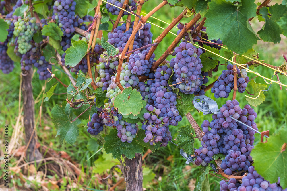 Close up of blue grapes on the vine in the Rheingau / Germany shortly before harvest