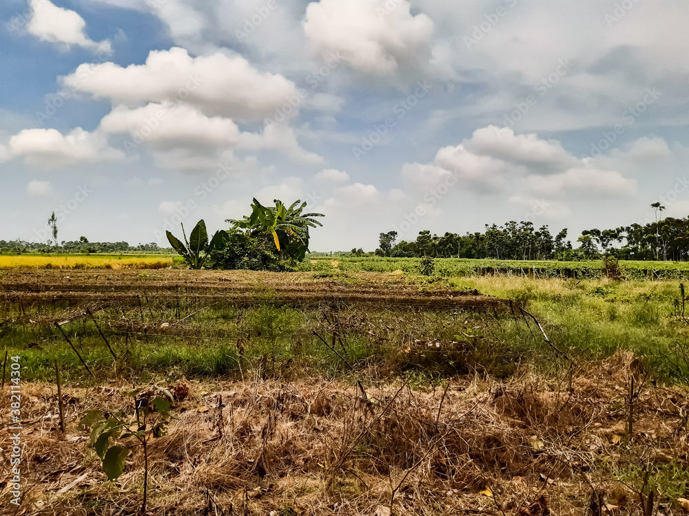 Obraz premium Green farmland and white clouds in the blue sky. This is a picture of the time of sunset.