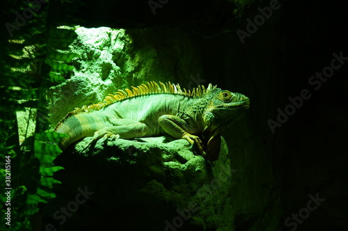 Beautiful photo of an iguana  can be used as a background. Iguana green lizard nature background reptile wild terrarium. Beautiful photo of an iguana  can be used as a background