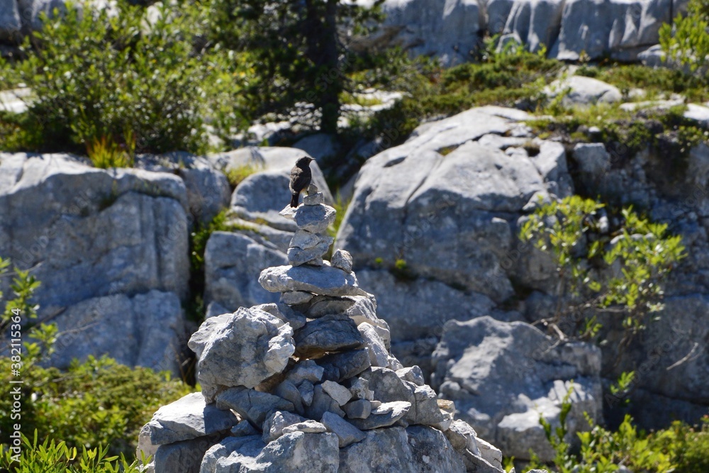 Rougequeue noir sur cairn - Lapiaz du Parmelan