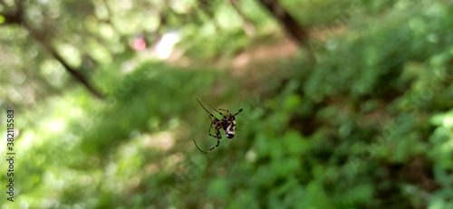 spider in the forest ©  amazing   image