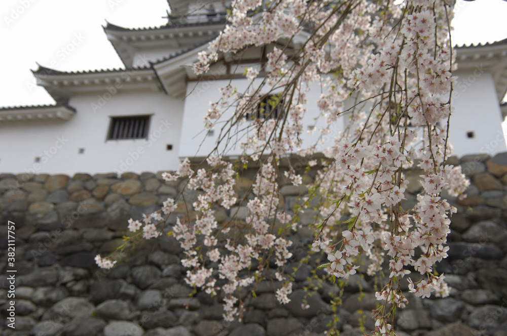 Fototapeta premium 白石城