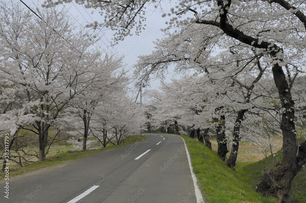 桜並木