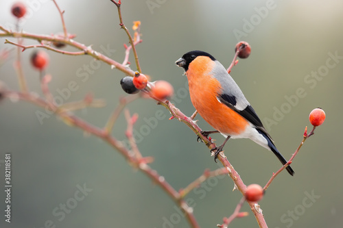 Male eurasian bullfinch, pyrrhula pyrrhula, sitting on rosehip in autumn. Colorful bird looking on twig with thorns in fall. Small animal with orange feathers watching on tiny bough with red fruit. © WildMedia