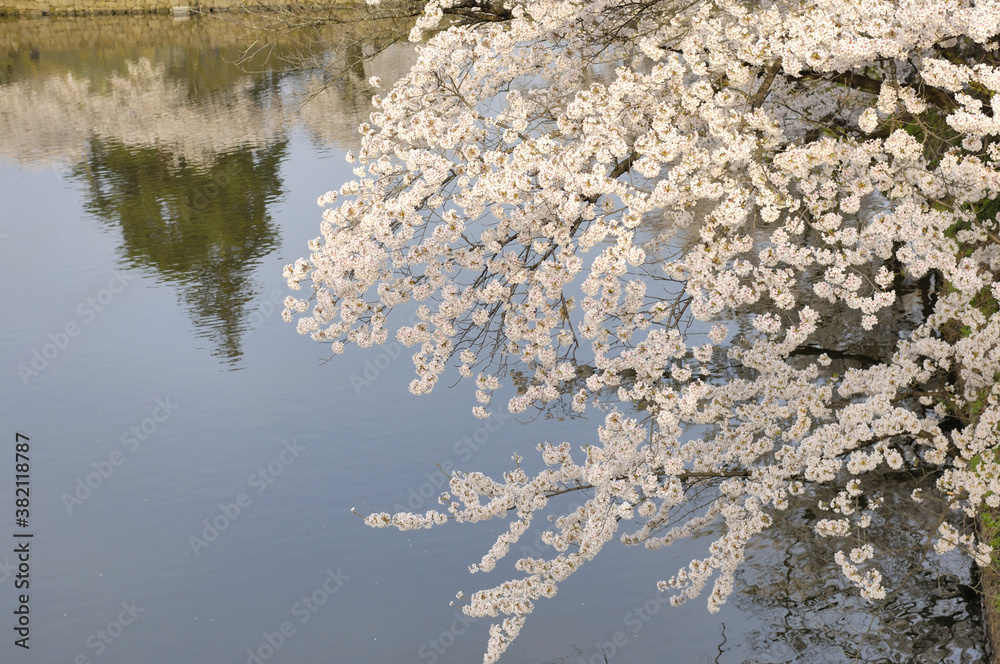 桜 桜
