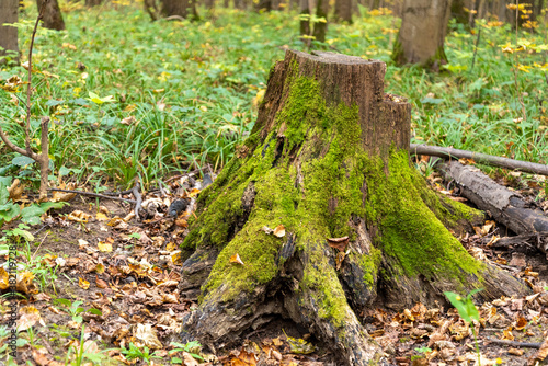 An old stump overgrown with green moss stands in the forest among fallen leaves. The time of year is spring. autumn. photo