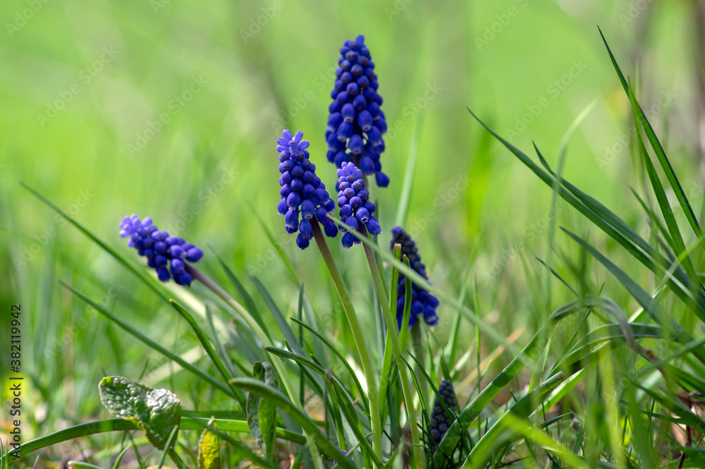 Muscari armeniacum flowering plant, blue spring bulbous grape hyacinth flowers in bloom in the garden Muscari armeniacum flowering plant, blue spring bulbous grape hyacinth flowers in bloom in the garden