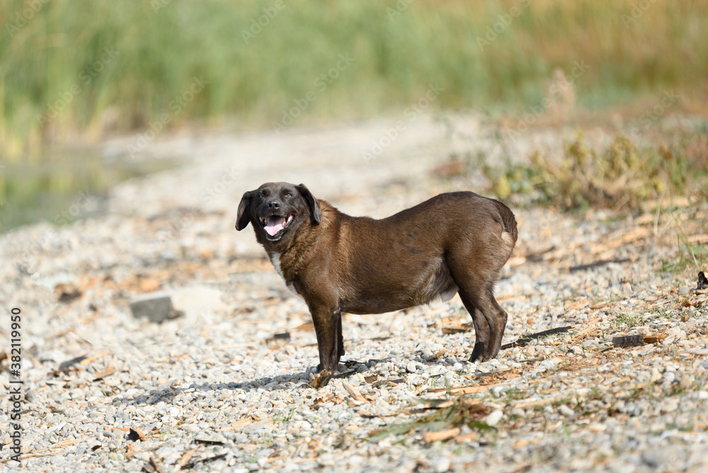 Old dog from dog shelter in a free walk near the lake Old dog from dog shelter in a free walk near the lake