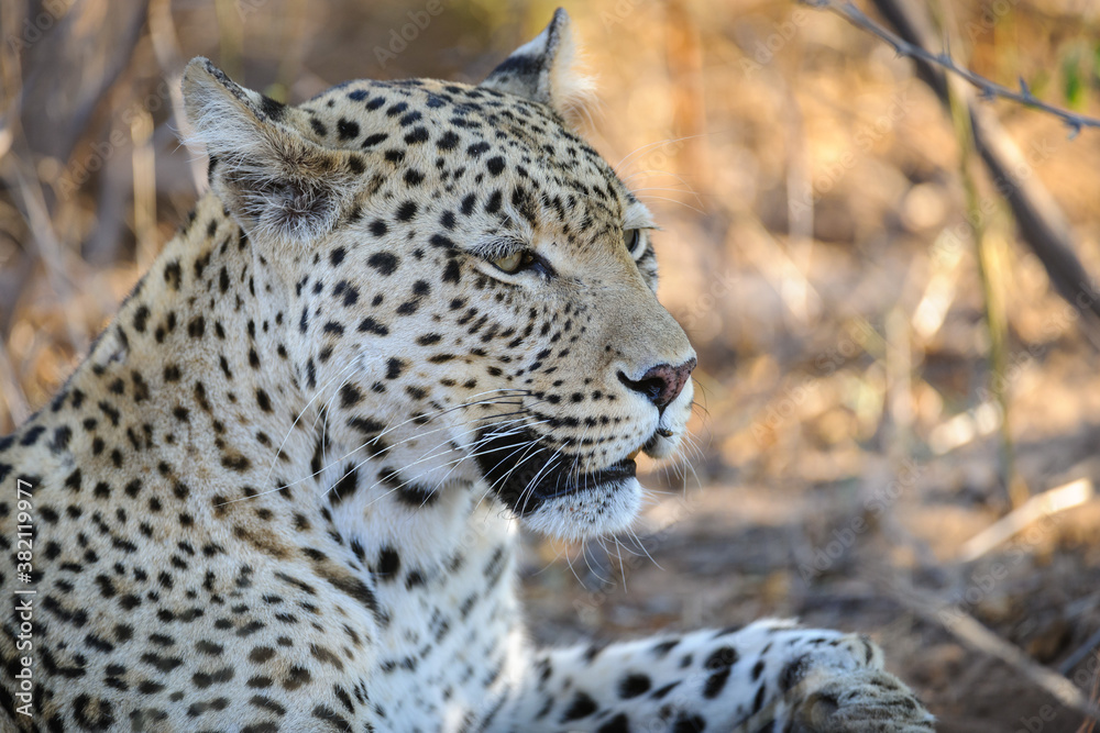 Fototapeta premium Leopard (Panthera pardus) female. Central Kalahari. Botswana.