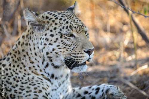 Leopard (Panthera pardus) female. Central Kalahari. Botswana.
