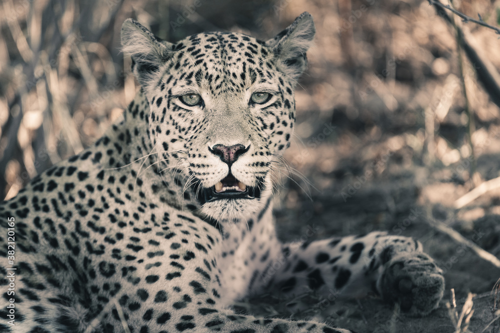 Fototapeta premium Leopard (Panthera pardus) female. Central Kalahari. Botswana.