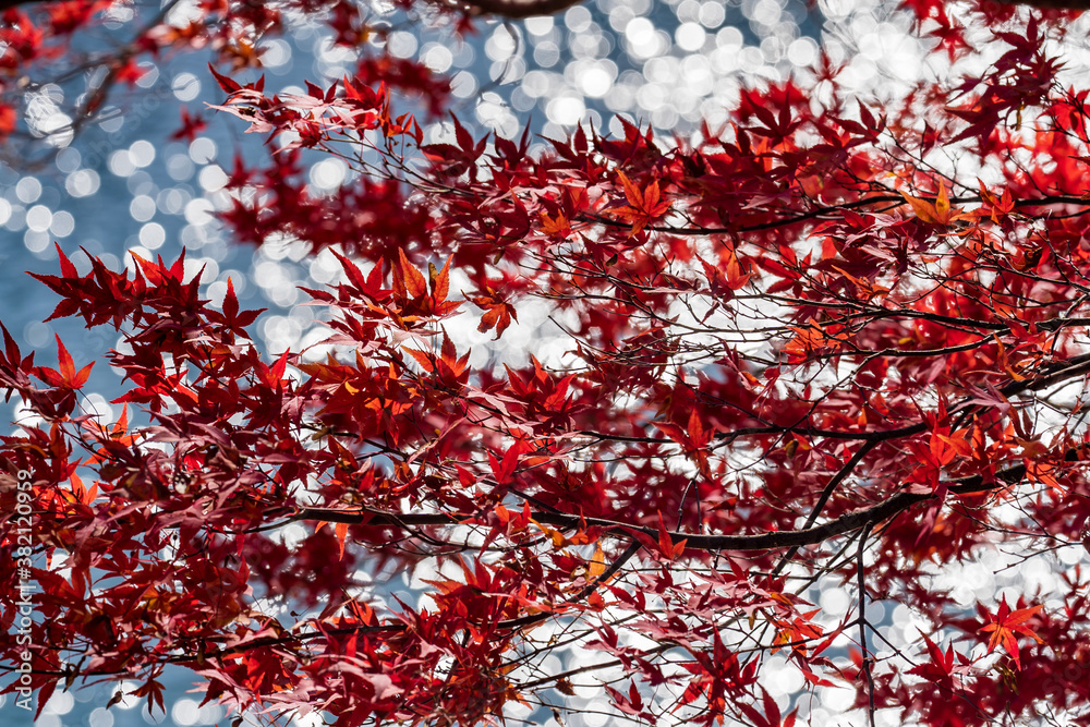 autumn leaves