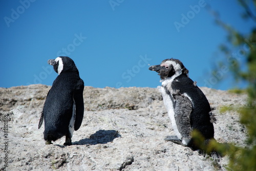 Two African Penguins (Spheniscus demersus) perched on a cliff in Boulders Bay, South Africa. One Penguin is moulting (molting).