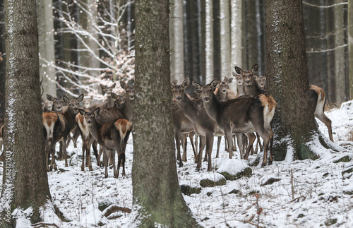 Fototapeta Naklejka Na Ścianę i Meble -  Herd of deers male and female (Cervus Elaphus), Noble Red Deer, Standing In spruce Forest. Portrait Of Deers Stag,While Looking At You In Winter Time