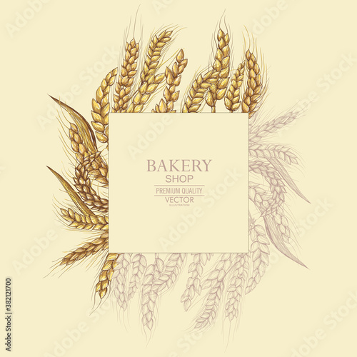 Vector hand drawn wheat ears set. Farm field illustration. For packing.Bunch of grain barley.Banner design. Barley illustration in vintage style.Wheat grain granule  kernel corn rye barley oats pic.