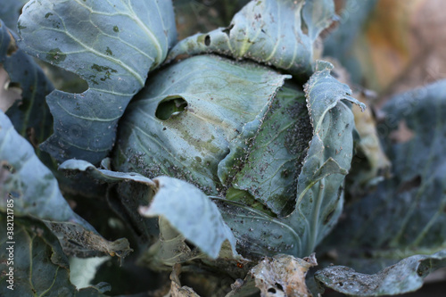 A large number of aphids on the petals of ripe cabbage, aphids are harmful to the crop.