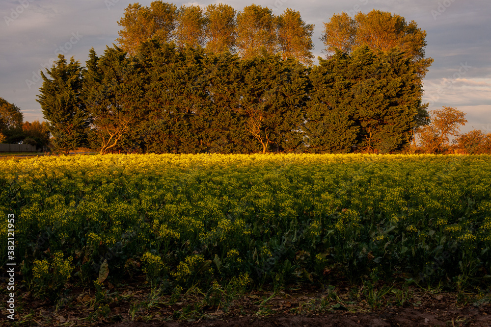 Naklejka premium Trees at sunset