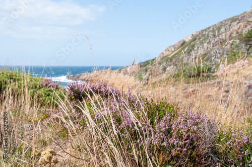 Coastal view from Kullaberg, Sweden (Nature reserve on the Kullen peninsula). Heather plants in foreground.