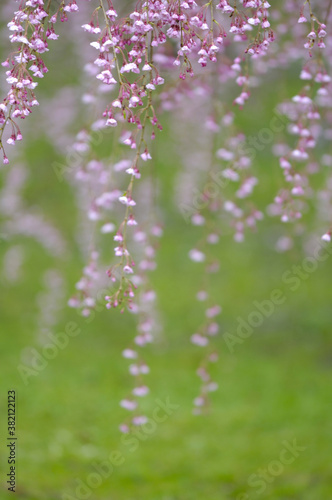 紅しだれ桜