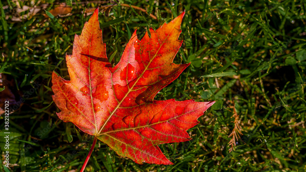 Autumn leaf with beautiful red yellow and orange colors on the grass, autumn concept, top view, copy space Autumn leaf with beautiful red yellow and orange colors on the grass, autumn concept, top view, copy space