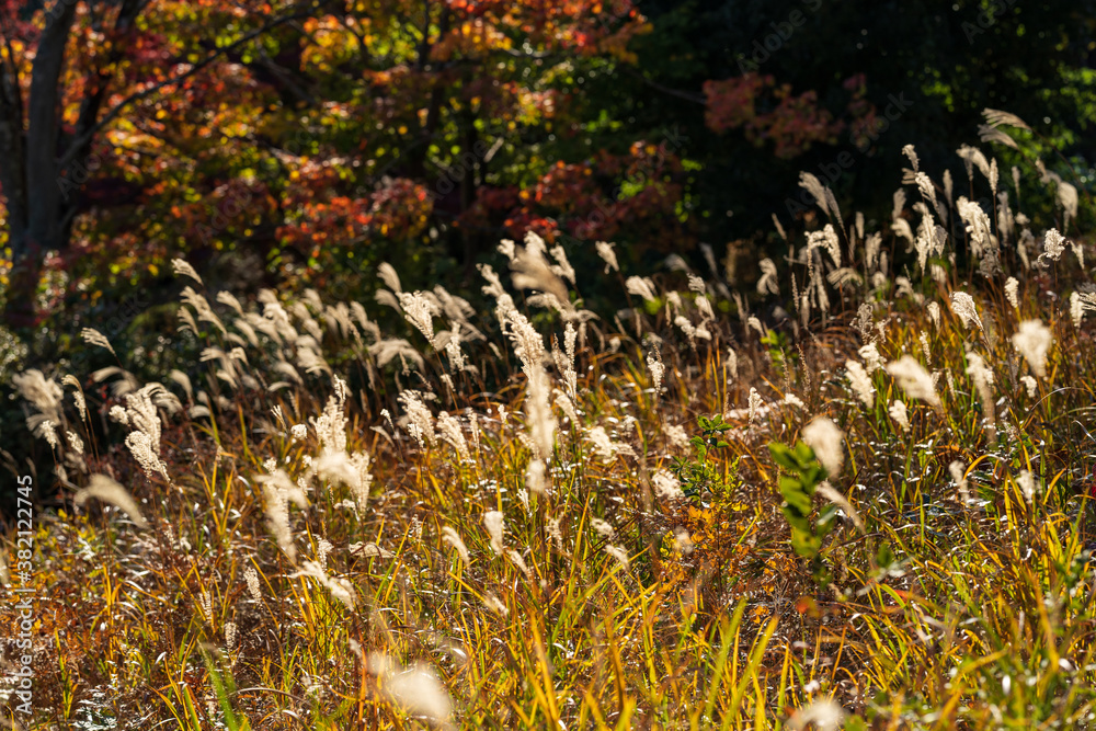 Obraz premium autumn leaves