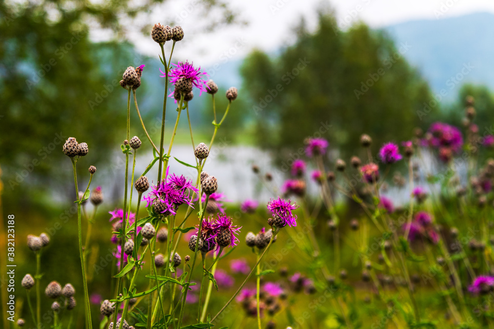 Fototapeta premium Purple burdock flowers summer landscape