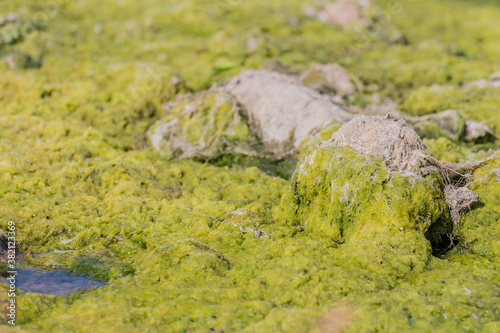 Close-up of algae bloom on the surface of the water of the river Maas (Meuse) next to a gray stone. Eutrophication caused by excessive growth of algae, sunny summer day in South Limburg, Netherlands